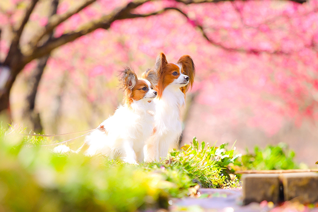 「Sakura Shooting with Dog」を開催：桜の名所・品川御殿山で愛犬と共に特別なひと時を。
